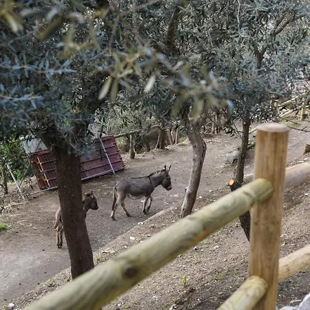 Casale Del Nonno